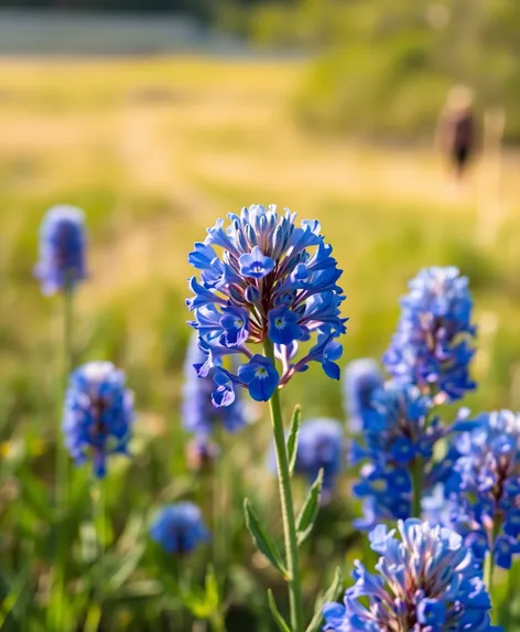 state flower of texas