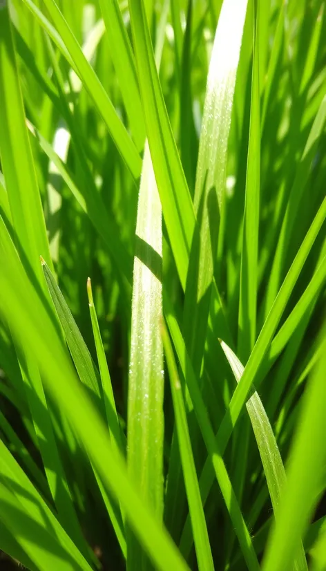 bermuda grass close up