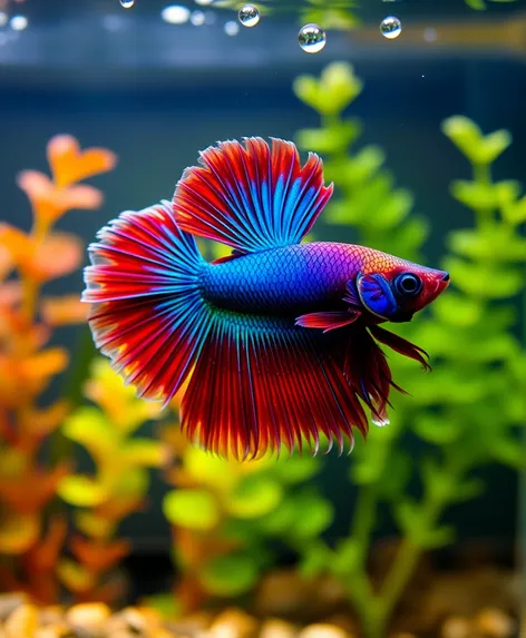 half moon betta fish