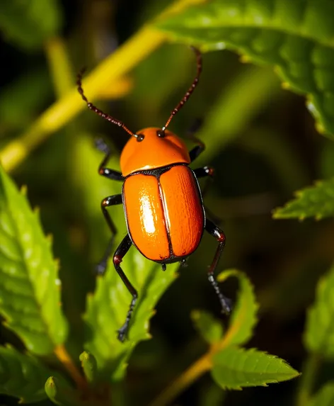 orange beetle