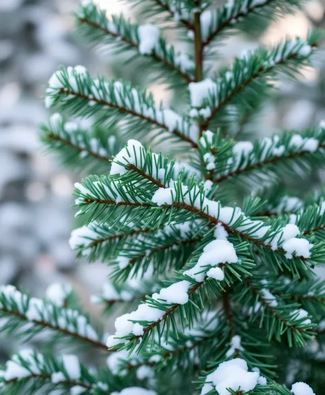 fir tree transparent background