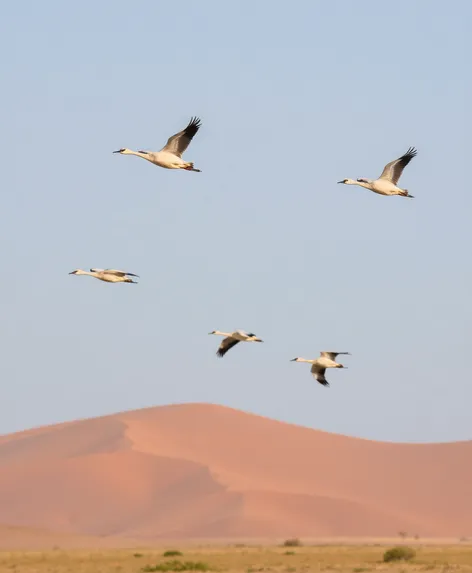 sand hill cranes planer