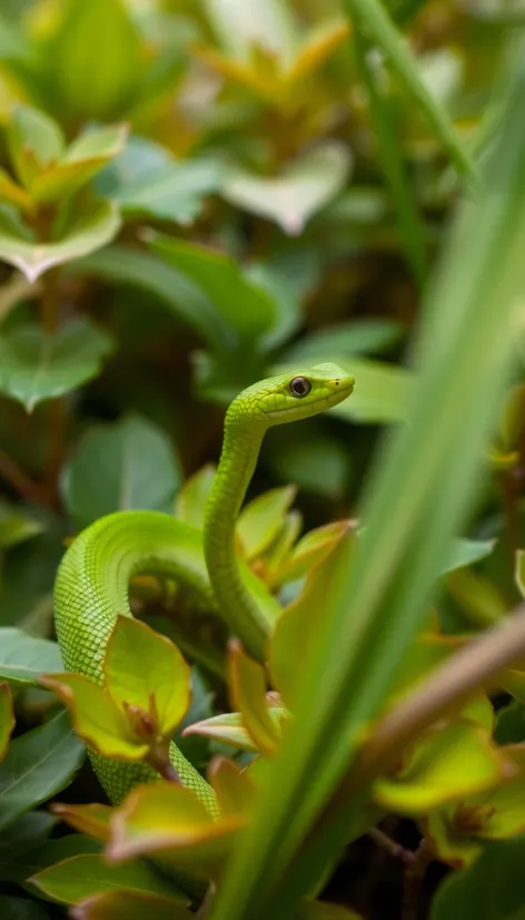 garden snake green