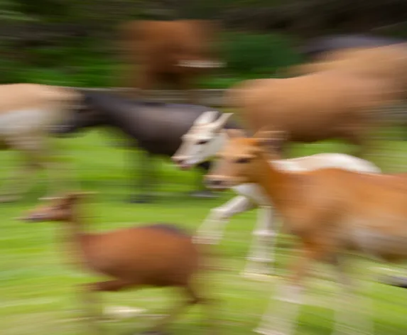 photographing moving animals