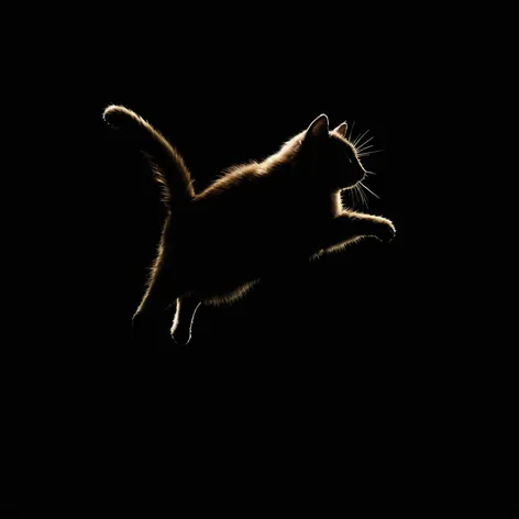 silhouette of a cat