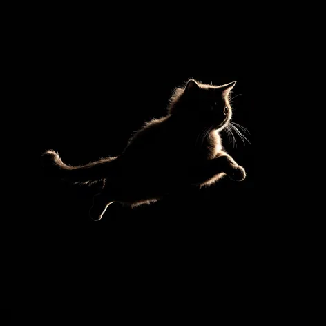 silhouette of a cat