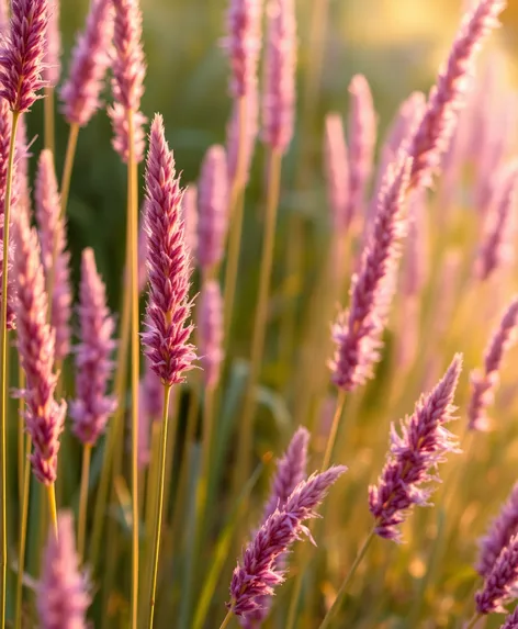 purple pampas grass