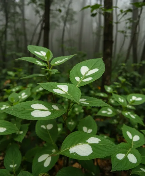 white patches on leaves