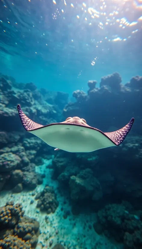 stingray tail