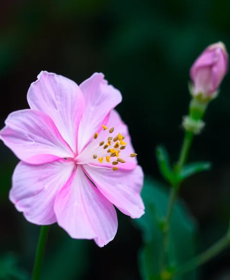 background pink flower