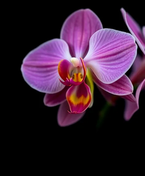 orchid on black background