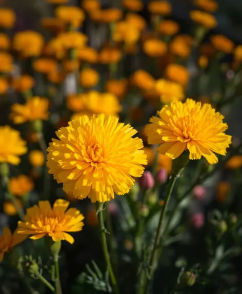 yellow carnations