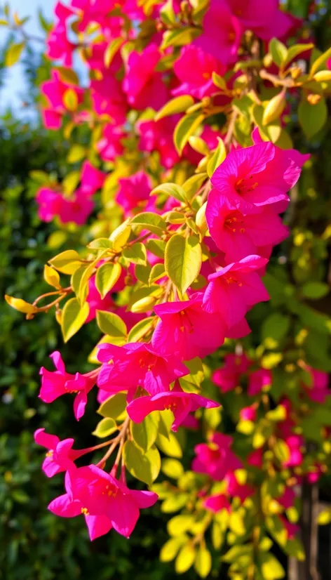 bougainvillea tree