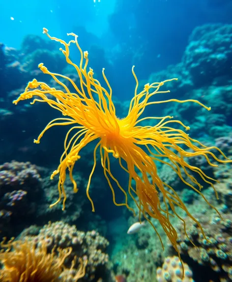 pacific sea nettle