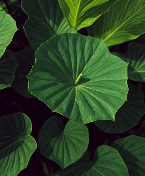 umbrella plant