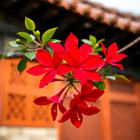 red jasmine