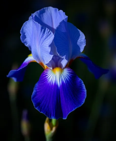 blue iris flower