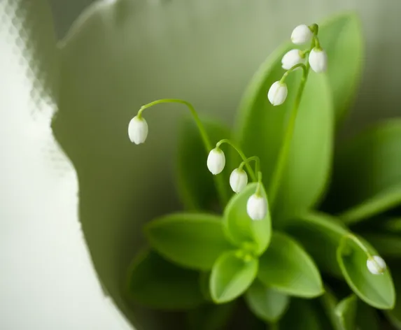 baby tears plant