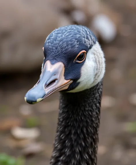 goose animal