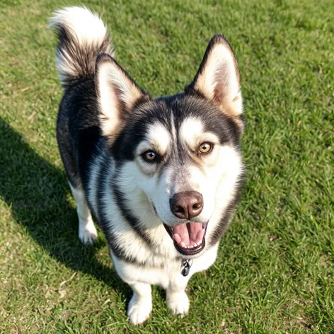 husky lab mix