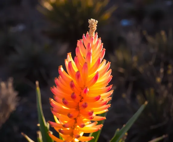 yucca bloom