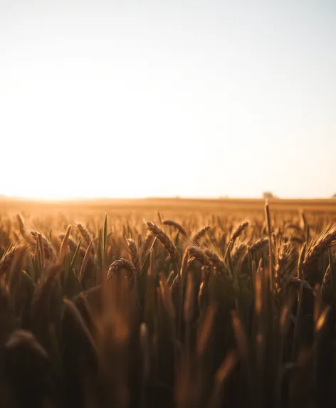 shades of wheat