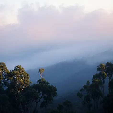 australian mist