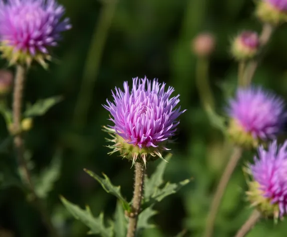 purple thistle