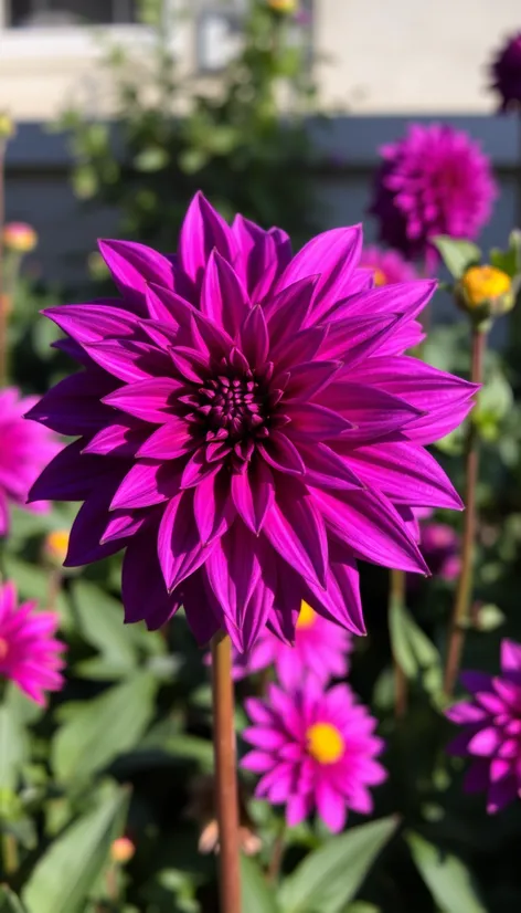 purple dahlia