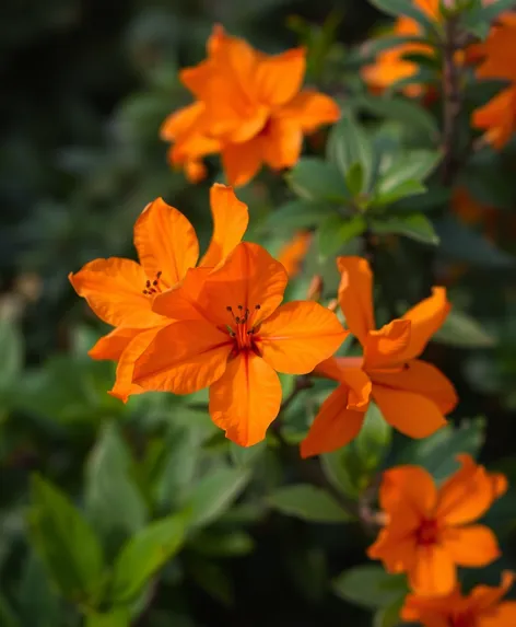 orange azalea