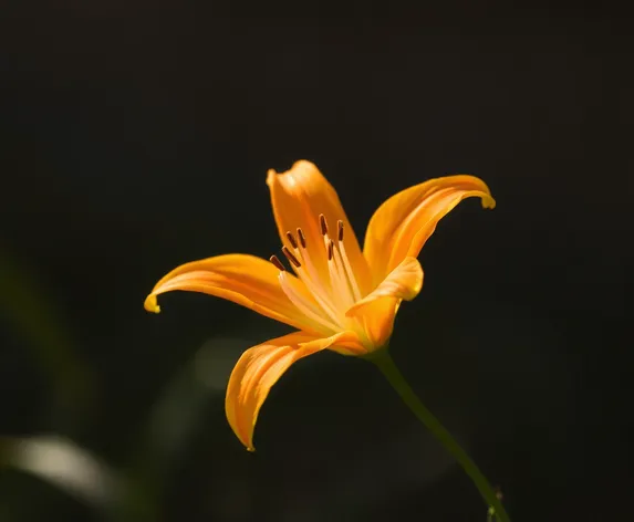 orange lilly