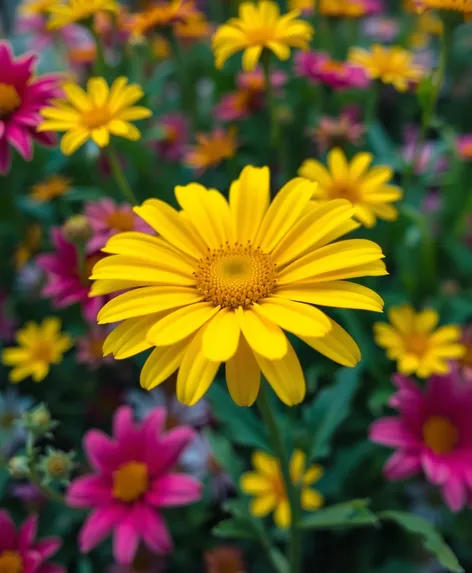 daisy color