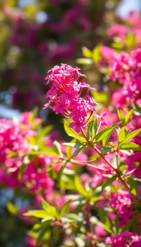 pink crepe myrtle