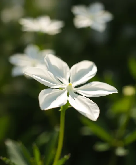 flower with white