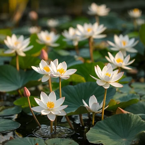 jasmine lotus