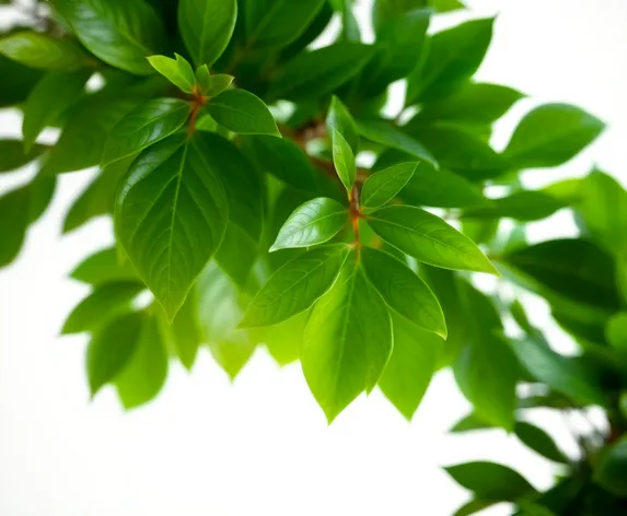 ficus on white background