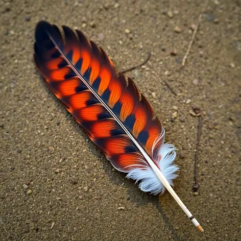 red tail hawk feather