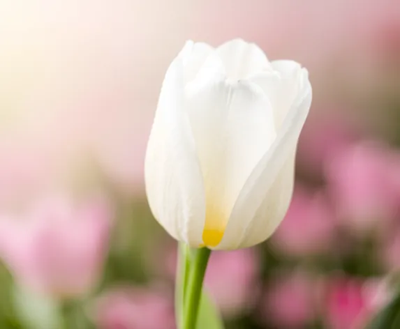 white tulip