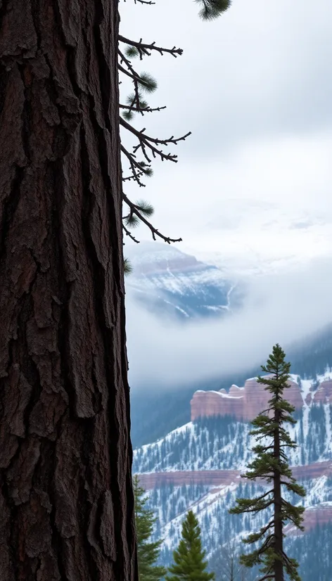 utah conifers trunk