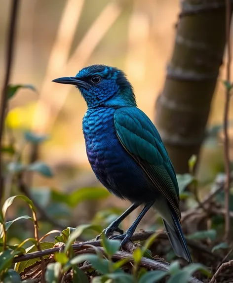 blue quaker bird