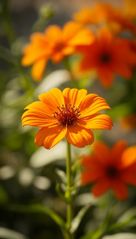 orange flower