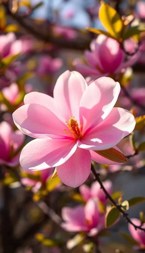 magnolia flower tree