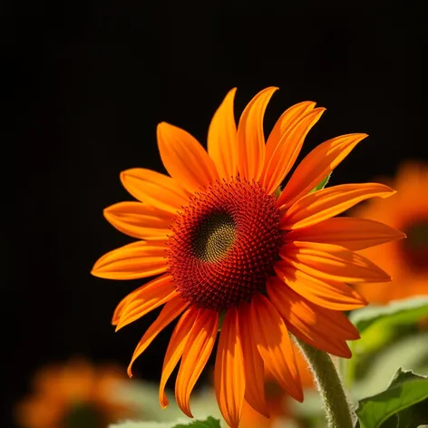 orange sunflower