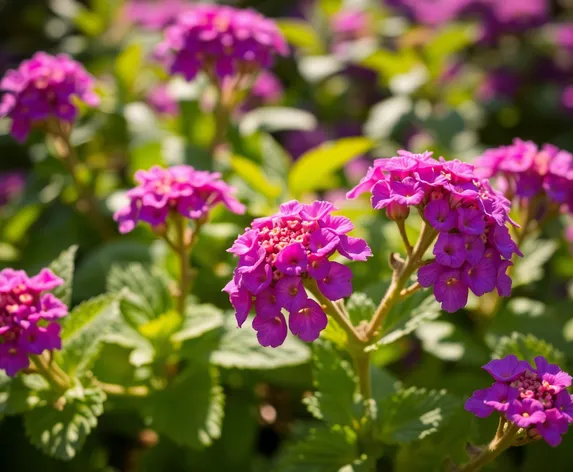 purple lantana plant