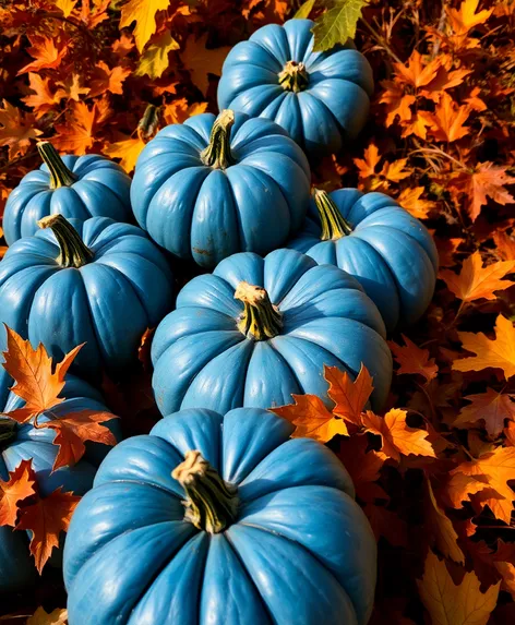 blue pumpkins