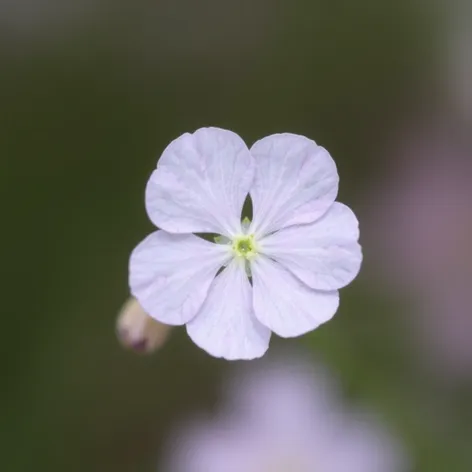 tattoo forget me not