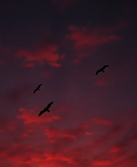 shadow birds flying in