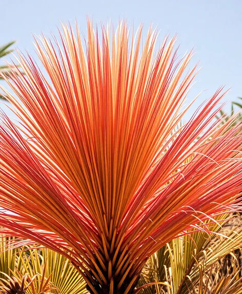 desert fan palm