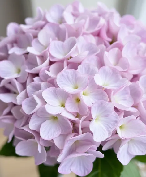 pg hydrangea