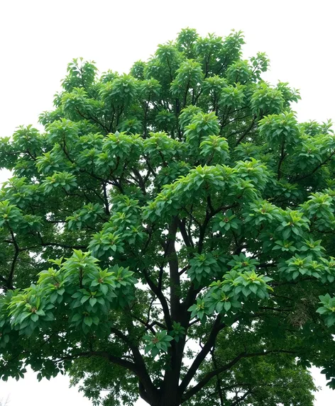 tree transparent background